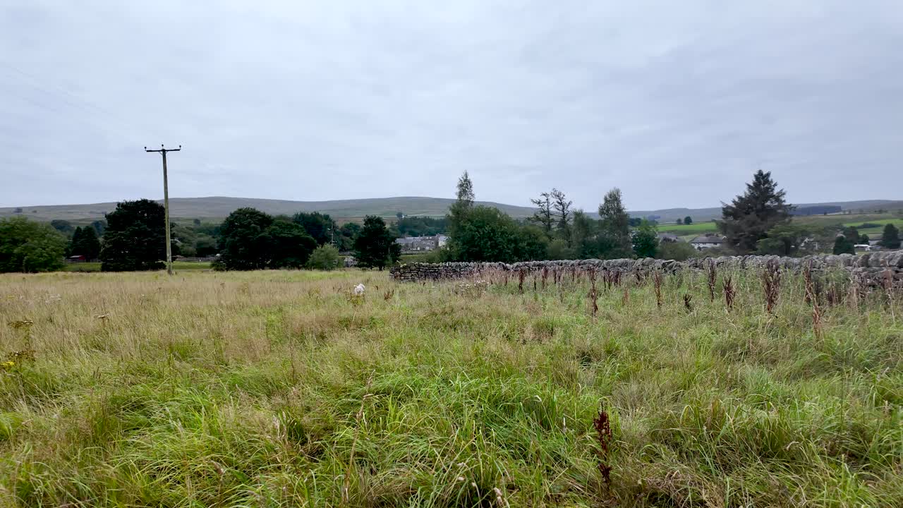 Tranquil Countryside Field With Stone Wall with dog running around Under Overcast Sky. slow motion