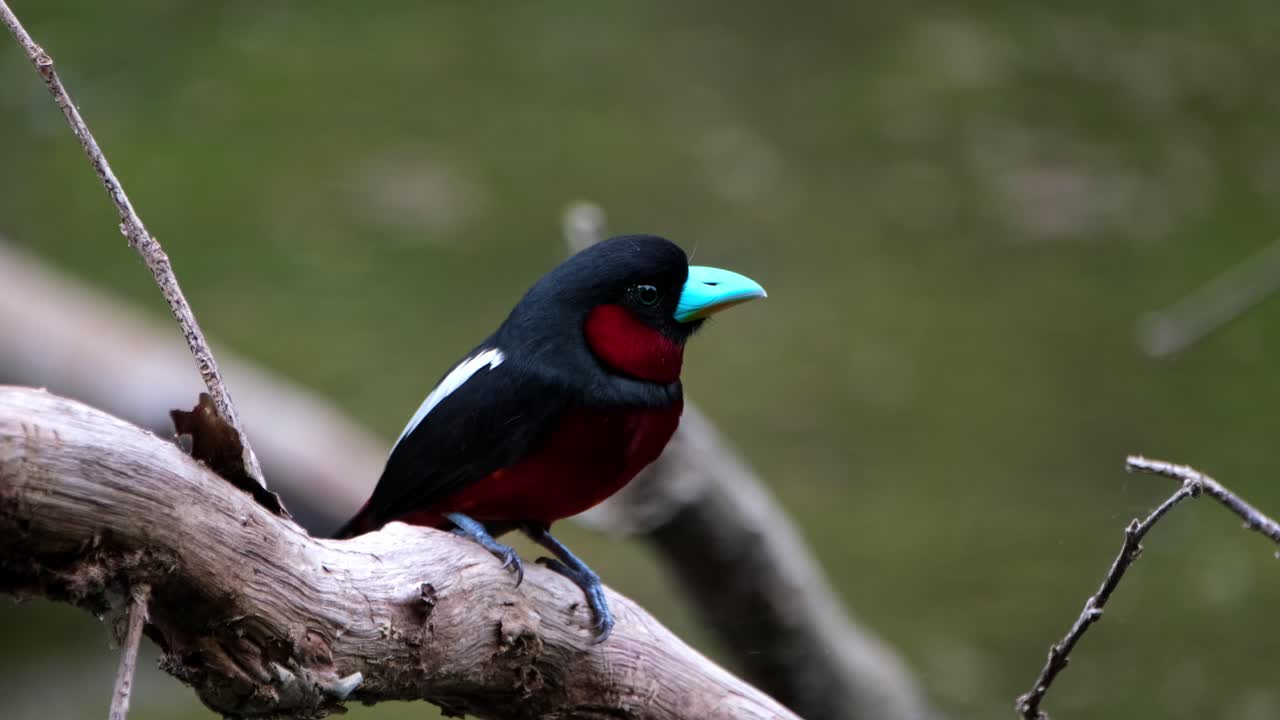 visto muy cerca de la cámara mirando a la derecha y luego se va volando, pico ancho negro y rojo, cymbirhynchus macrorhynchos, parque nacional kaeng krachan, tailandia