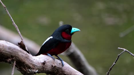 seen very close to the camera looking to the right then flies away, black-and-red broadbill, cymbirhynchus macrorhynchos, kaeng krachan national park, thailand