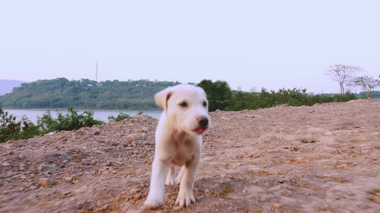 귀여운 작은 개가 달리고 있습니다.
