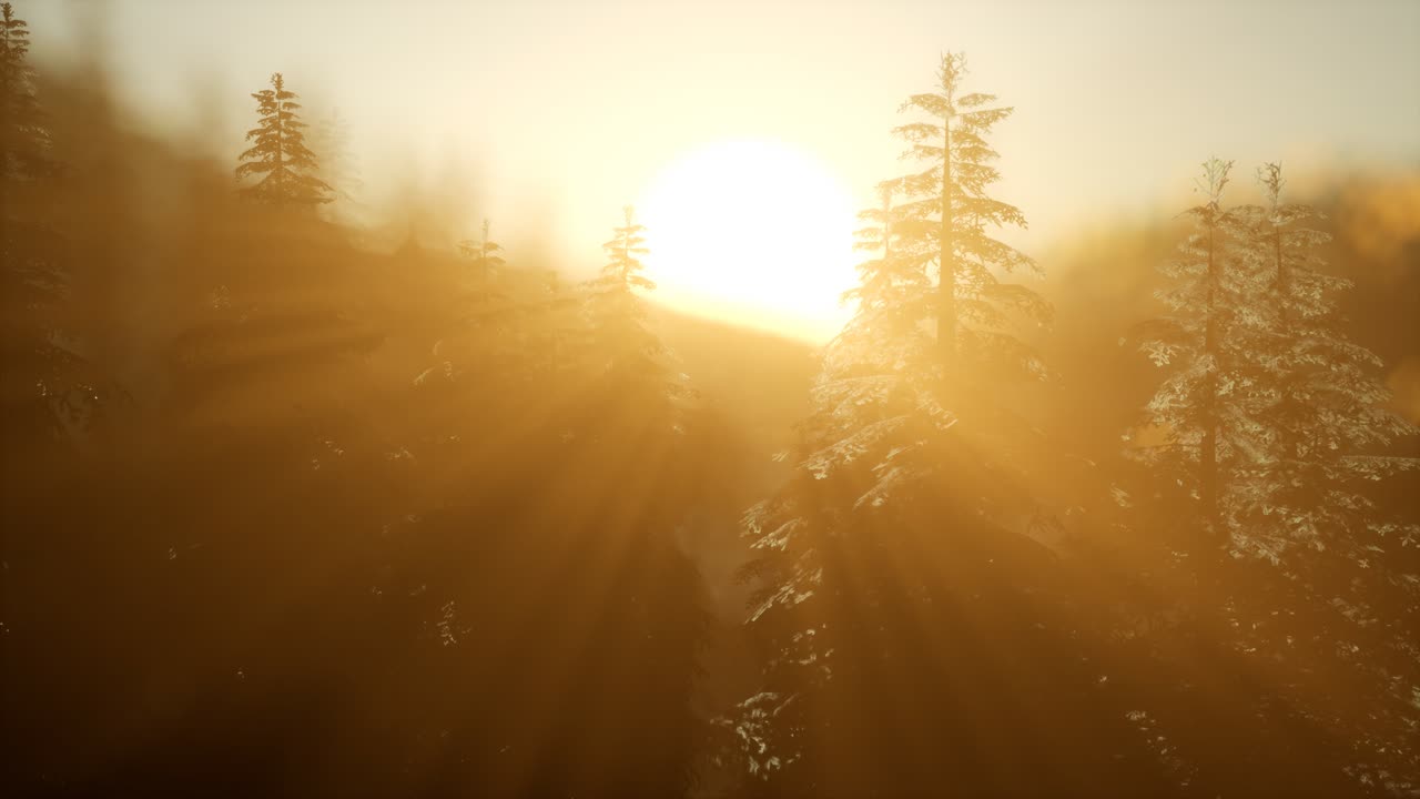 bosque de pinos al amanecer con cálidos rayos de sol