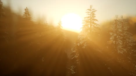 pine forest on sunrise with warm sunbeams