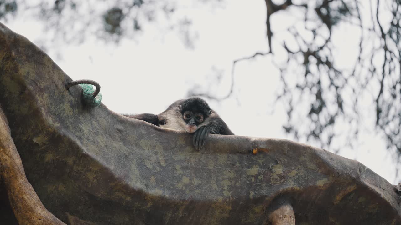 ateles geoffroyi, popularmente conocido como mono araña de manos negras en el bosque en méxico