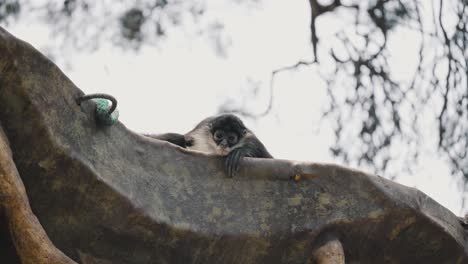 Ateles-Geoffroyi,-Popularly-Known-As-Black-handed-Spider-Monkey-In-The-Forest-In-Mexico