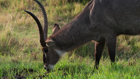 Grazing-South-Africa-Male-Waterbuck.-Closeup-Shot