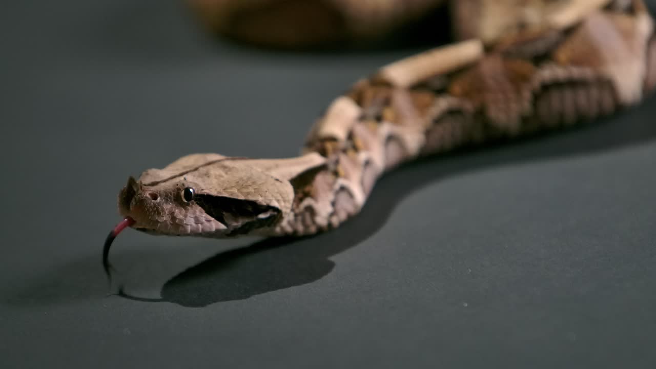 gaboon viper angled view looking down flicking tongue - studio