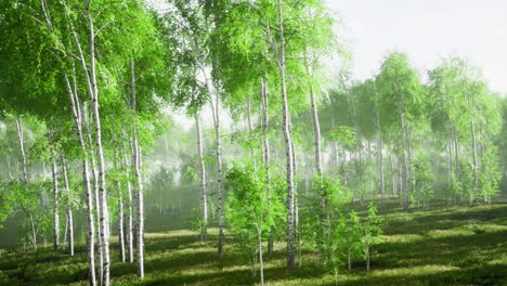 lush green forest with towering trees in a serene natural landscape