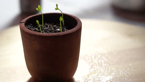 close up of a hand laying a flower pot