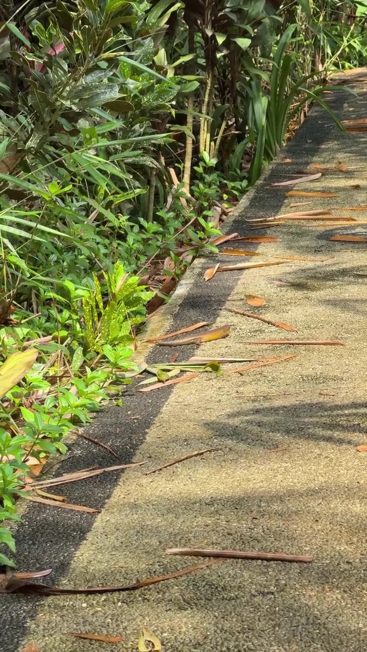 Una piccola lucertola che striscia su un sentiero del giardino