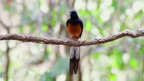 White-rumped-Shama-Perched-on-a-Vine-with-Forest-Bokeh-Background,-Copsychus-malabaricus,-original-speed