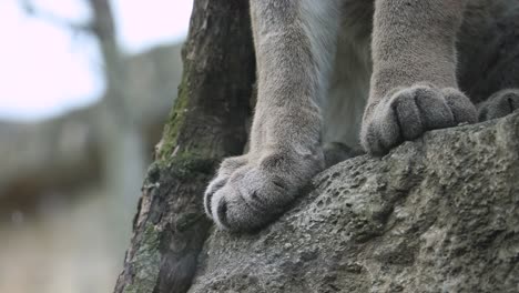 una foto macro de las patas de un león de montaña