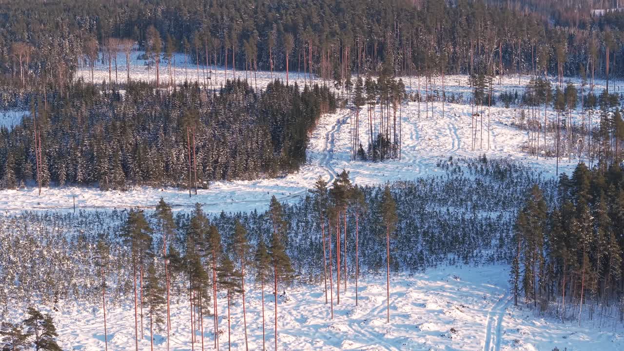 Luftfoto av snødekket snauhogstområde avgrenset av tette furutrær