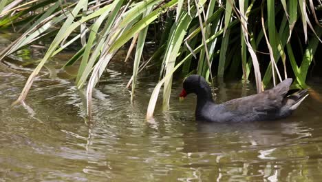 A moorhen gracefully swims near lush green reeds, creating gentle ripples in the calm water.