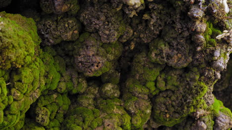 Water-Dripping-On-Mossy-Cave-At-Coyote-Creek-In-Vallecito,-California,-United-States