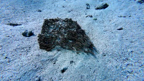 Massive-school-of-striped-catfish-congregate-on-a-sandy-ocean-floor,-forming-a-dense,-dark-mass-that-contrasts-with-the-light-blue-water-and-white-sand,-creating-a-captivating-underwater-scene