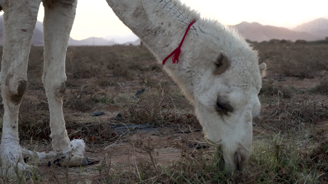 un camello con las piernas atadas come hierba y tomates en el campo de jordania