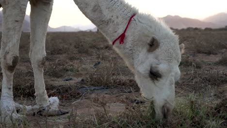 Un-Camello-Con-Las-Piernas-Atadas-Come-Hierba-Y-Tomates-En-El-Campo-De-Jordania