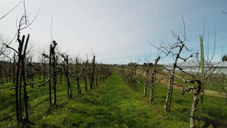 vineyard on a sunny day 4k