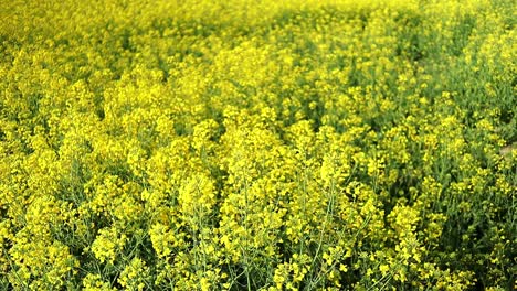 yellow rapeseed bush in agricultural field landscape during blooming season in remote countryside