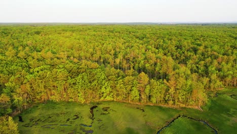 aerial drone footage flying over maine’s lush swamp forest wilderness. green trees, rivers, creeks, ponds, and wild marsh vegetation flourish outdoors in a damp wetland jungle during summer daylight.