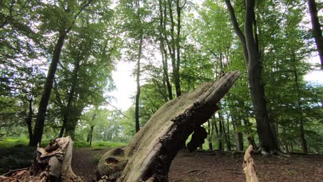 lush woodland in an english forest with a dead fallen tree on the ground