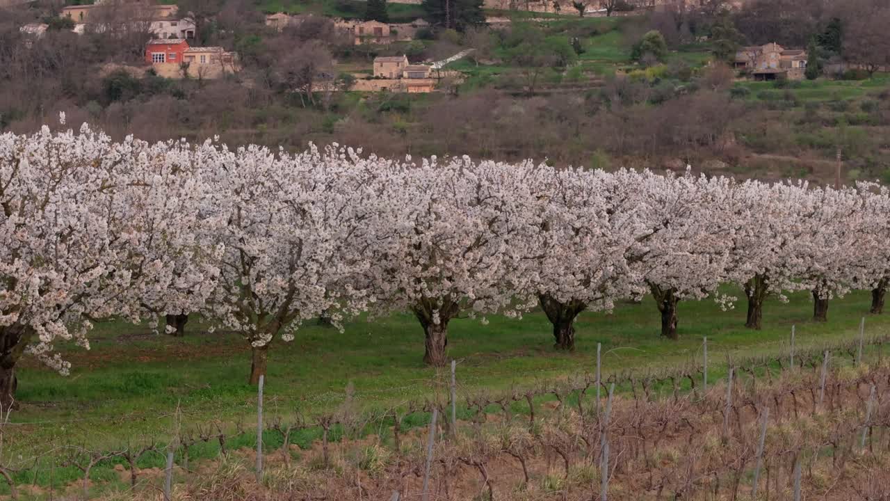 Veduta aerea di ciliegi in fiore e del villaggio di Lacoste in Provenza