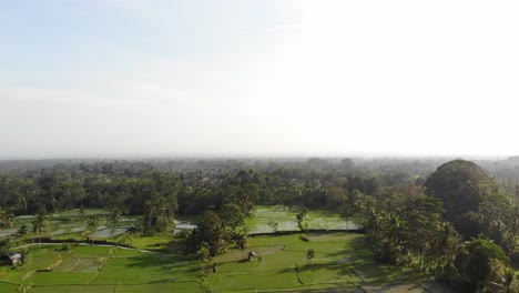 Campo-De-Arroz-En-Bali-En-Un-Horizonte-Brumoso