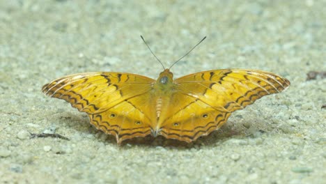 malay cruiser butterfly rests on sandy ground with wings gently moving. closeup shot