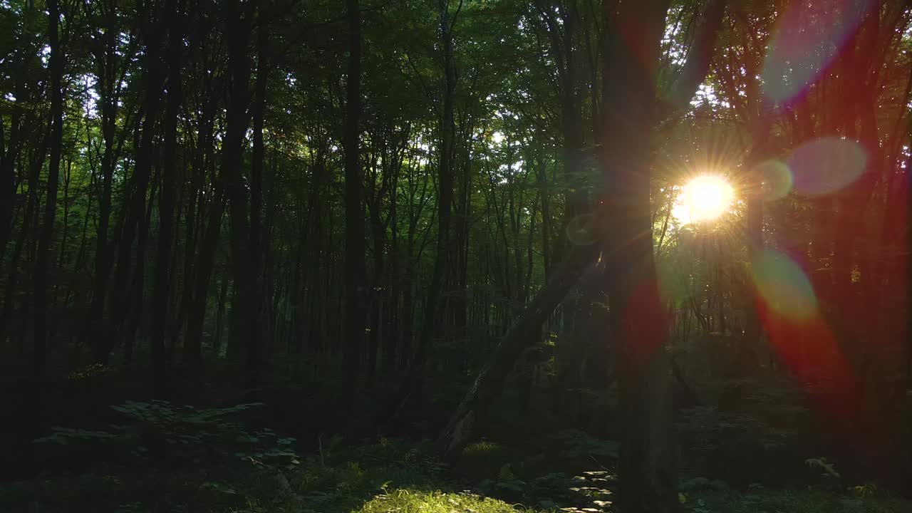 bosques oscuros y sombríos con rayos de sol que brillan a través del denso follaje por la mañana