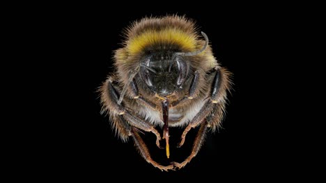 close-up of bumblebee on black background