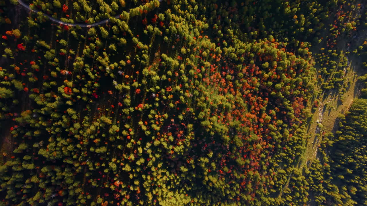 Aerial view of colorful autumn trees in the Italian Alps forest