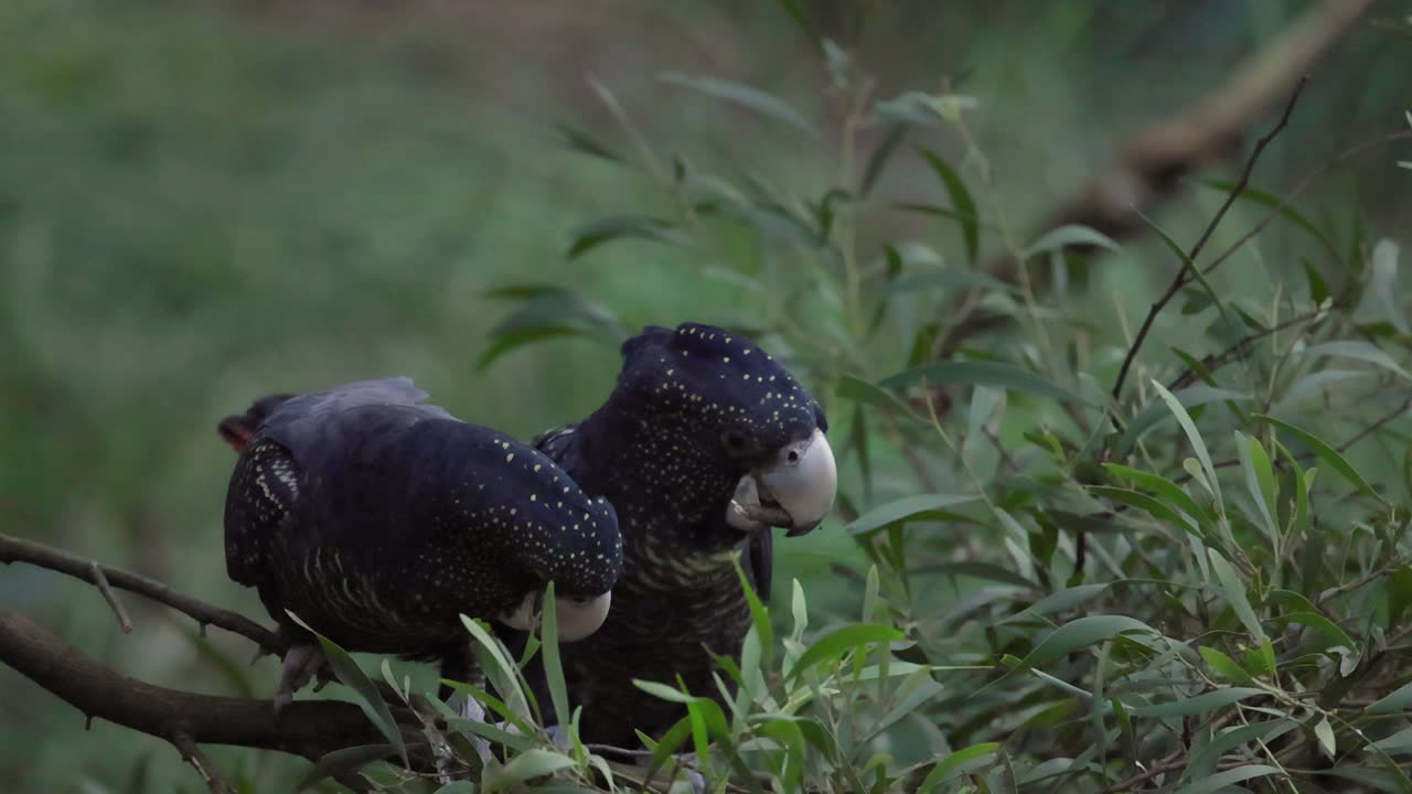 두 마리의 검은 무새가 앉아서 상호 작용하고 있습니다.