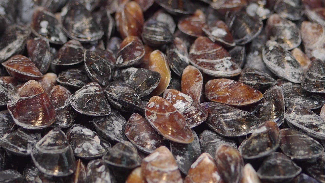 Close-Up View of a Pile of Fresh Mussels and Clams