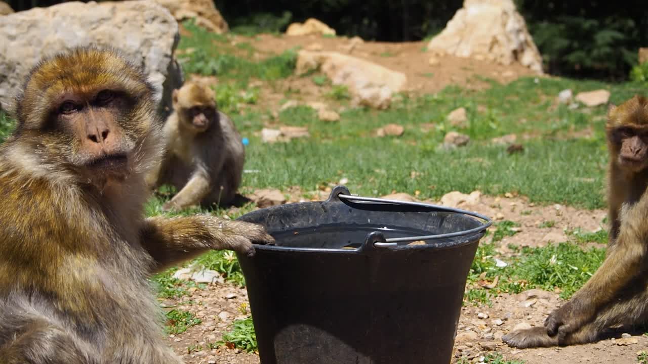 imágenes de 4k de macaco de barbary, macaca sylvanus-4