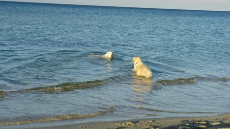 dogs swimming in sea