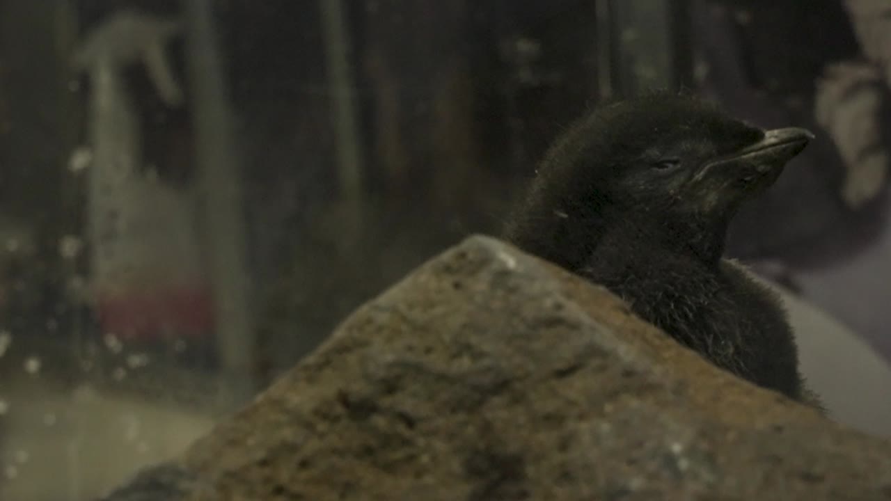 A penguin chick at the Guadalajara zoo
