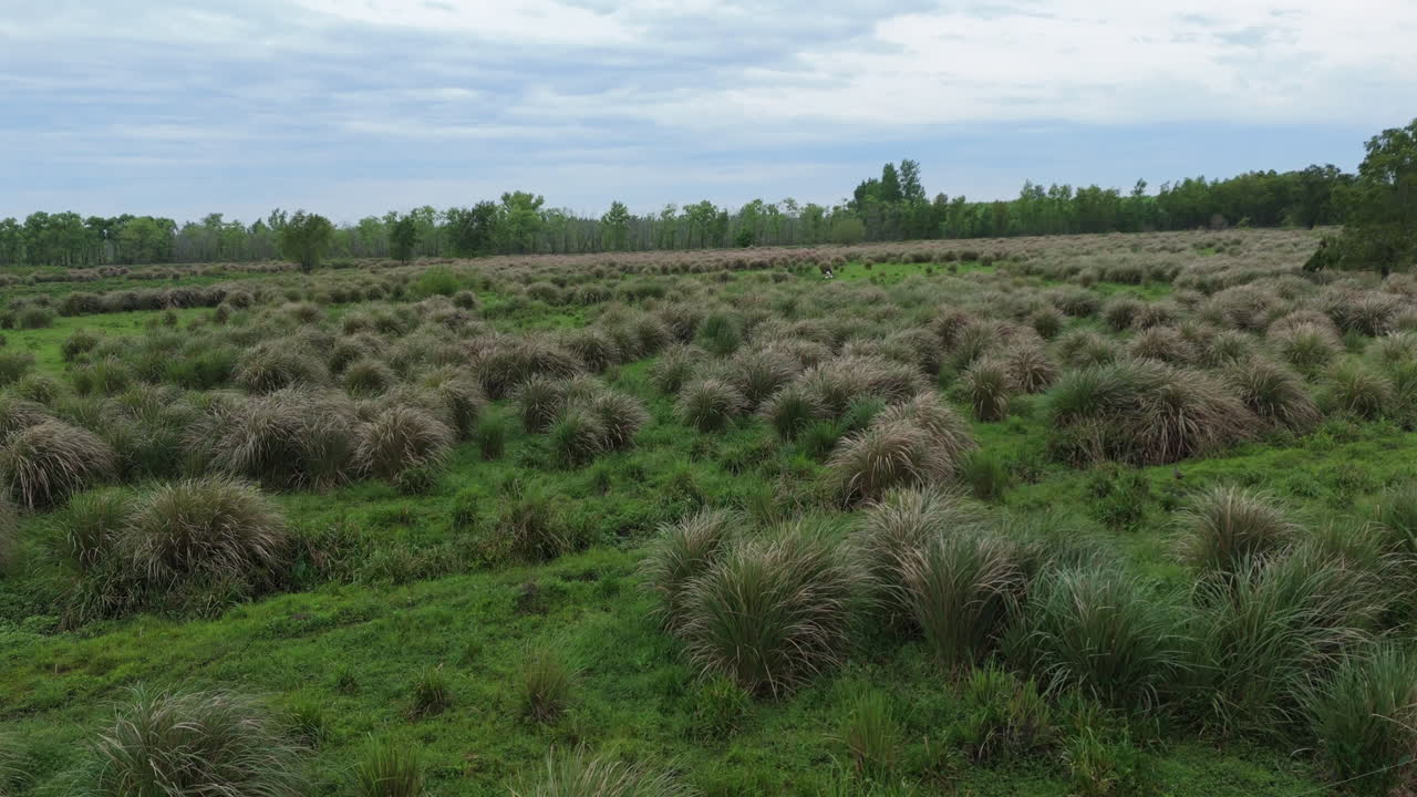 Wetland habitat, low aerial over green landscape in Argentina's Paraná Delta