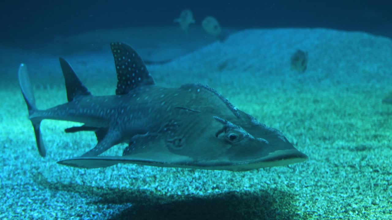 은 파란색 수족관 에서 조용히 헤엄치는 기타피쉬