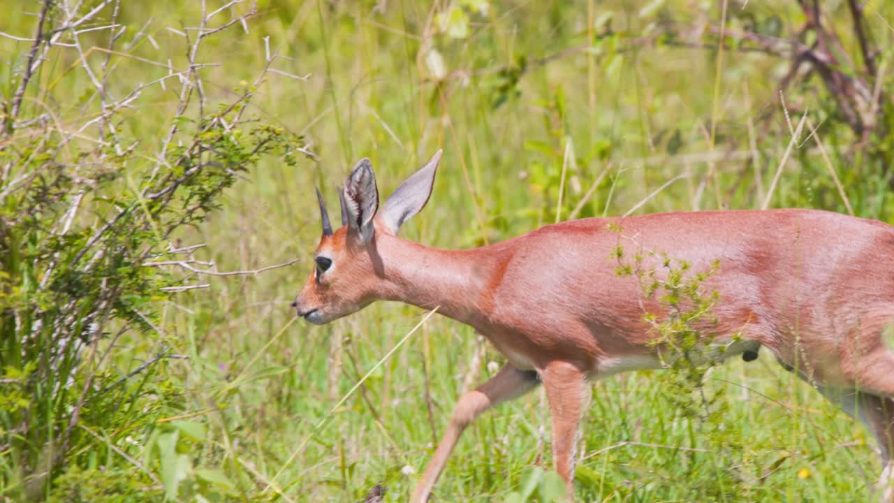 el antílope macho de steenbok caminando en la hierba de la sabana, en busca de comida