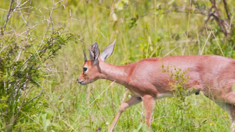 Male-Steenbok-antelope-walking-in-savannah-grass,-looking-for-food