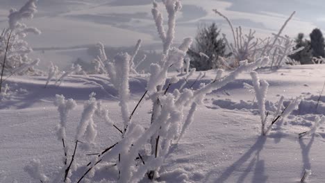 Langsame-Neigung-über-Schöne-Gefrorene-Zweige-In-Richtung-Winterberglandschaft