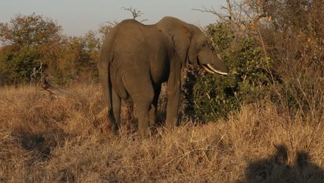 close-up-shot-of-a-elephant-eating-luscious-green-leaves-during-golden-hour