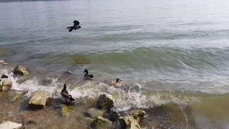 Wild-ducks-on-the-rocky-Danube-shore-in-Budapest,-Hungary