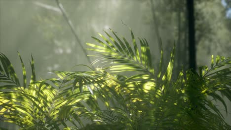Helles-Licht,-Das-Durch-Den-Feuchten,-Nebligen-Nebel-Und-Die-Dschungelblätter-Scheint