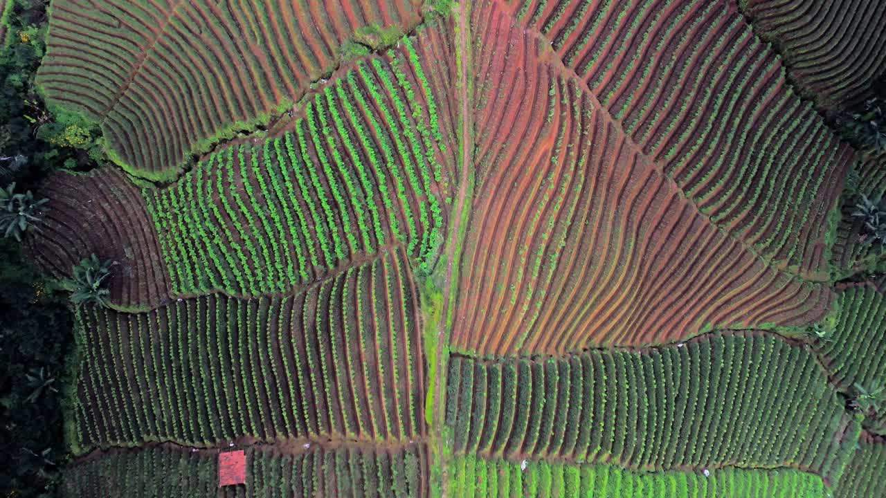 Panyaweuyan plantation terraces dramatic striped agriculture farm crops