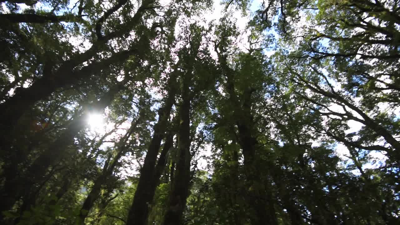 Jungle forest of New Zealand Fiordland, on the south island. Deep beech wood forest, looking up, circular movement
