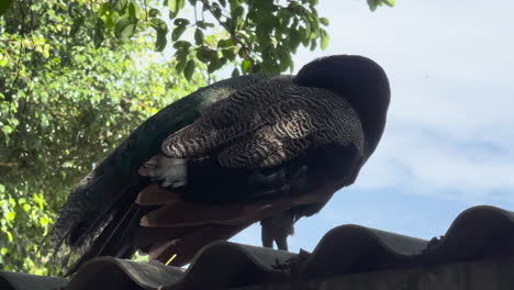 a peacock sits up on a roof