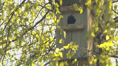 una jaula de pájaros en un árbol