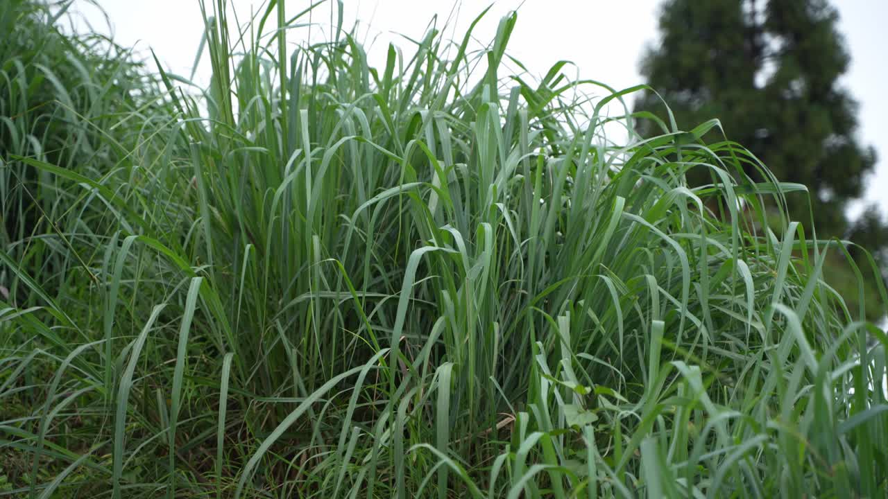 This is Lemon grass. The tree exudes a lemon-like scent. Many people use the leaves of this plant as tea and it is very beneficial.This work is done in mountainous areas