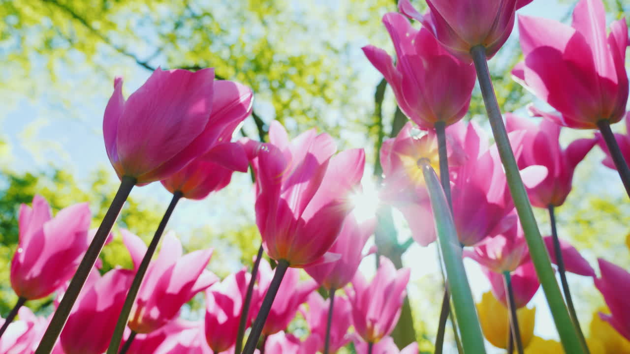 태양 아래 핑크 튤립